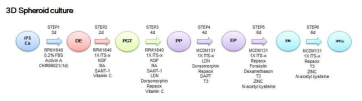 Spheroid 형태의 인슐린 생성 세포 분화 유도 방법 도식
