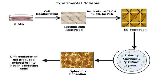 Microgravity rotatory 3D culture system 실험방법