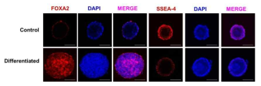 Microgravity rotatory 3D culture system을 활용한 3D 분화 DE stage 마커 확인