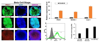Beta cell 단계에서의 islet-organoid의 유전자 발현 확인