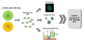 미토콘드리아 상태 비교에 따른 분화 비교 연구