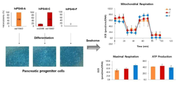 1형 당뇨환자 유래의 iPSC에서 mtDNA mutation 에 따른 Pancreatic progenitor 분화에 대한 영향