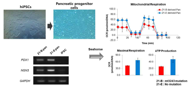 mt3243 mutation 의 iPS-Pancreatic progenitor 분화에 대한 영향