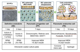 iPSC 로부터 인슐린 생성세포 분화 방법 및 수화젤을 이용한 3차원 배양