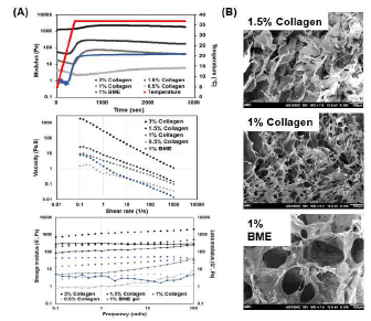 BME와 type I collagen hydrogel의 scanning electron microscopy (SEM) 이미지를 통한 pore 형태 확인