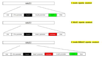 CRISPR/Cas9 방법에 의한 insulin, Nkx6.1 추적 형광단백질