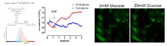 글루코즈 농도에 의한 세포내 Ca2+ 농도 변화 영상화