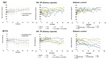 당뇨동물의 kidney capsule 내 IPC spheroid이식 후 혈당 및 몸무게 변화 (IPC TP: IPC spheroid 이식 동물, Diabetic contro: 당뇨 대조군)