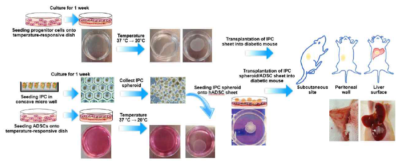 온도감응성 배양접시를 이용하여 인슐린 생성세포 시트, 지방유래 줄기세포 시트를 제작함. 세포시트의 부착성을 이용하여 장기 표면에 직접 부착함