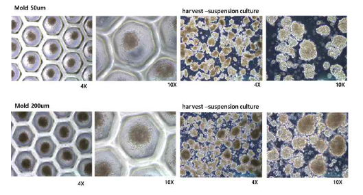 mold dish를 이용한 spheroid 제작