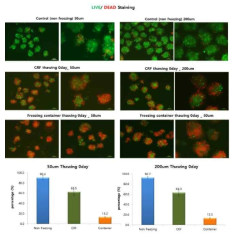 세포를 녹인 후 LIVE/DEAD 확인