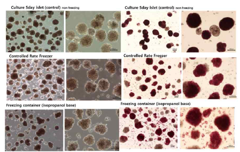 동결 해동 후 췌도 세포의 구조적 형태 비교