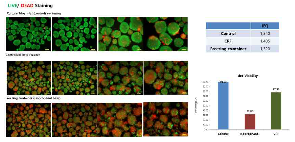동결 해동 후 췌도세포의 viability 비교