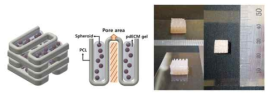 PCL, pdECM 과 spheroid로 구성되어 있는 hybrid 구조