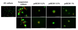 pdECM 농도에 따른 IPC spheroid의 생존능 분석 결과