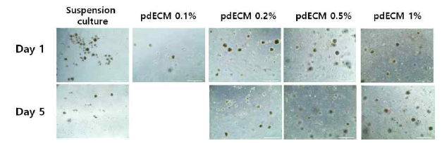 pdECM 농도에 따른 IPC spheroid의 형상 관찰 결과