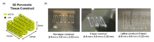 췌장 유래 바이오잉크에 봉입된 췌도 세포를 적용한 3차원 췌장 구조체 (a)모식도 및 (b) 1층, 5층 적층 구조체, 4층 격자 구조체 제작