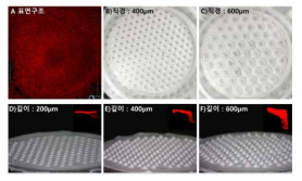 제작된 마이크로웰의 표면구조와 직경 및 깊이에 따른 나노섬유 마이크로웰의 형태