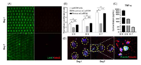 제작된 구조체의 생존능 분석(A), 증식률 분석(B), 면역 반응 결과(C) 및 F-actin과 Insulin의 형광 이미지 (D)