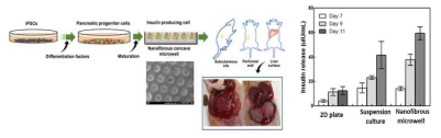 나노섬유-microwell을 활용한 췌장 오가놈 형성 및 이식 과정, In vitro 혈당 조절 기능 평가