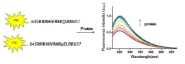 형광물질이 부착된 펩타이드를 이용한 결합 능력 비교 전략