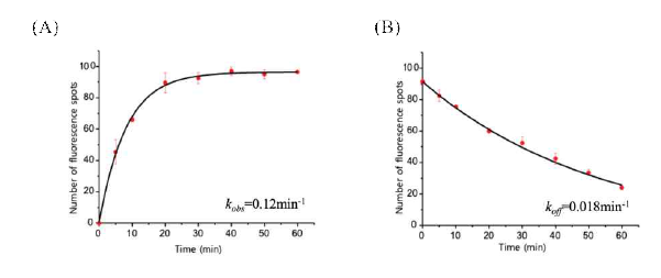 Single-molecule pull-down assay. (A) The apparent association rate constant, kobs was obtained by counting the number of NUPR1-bound KPNB1 spots over time upon the addition of 5 nM KPNB1. The association rate constant, kon can be obtained from kobs = kon [KPNB1] - koff which is 0.046 min-1 nM-1. (B) The dissociation rate constant, koff was obtained as 0.018 min-1 by counting the number of NUPR1-bound KPNB1 spots over time right after removing the freely diffusing KPNB1 proteins in the solution by substituting the solution with an KPNB1 free imaging buffer