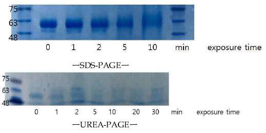 UV-cross linking 후 시간별 단백질 변화