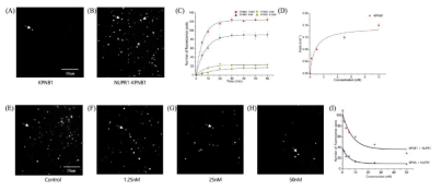 Single-molecule pull-down assay with compound 1. (A) 5 nM of KPNB1 rarely bound to the imaging surface that did not have immobilized NUPR1 proteins. (B) Significant increase of KPNB1 binding to NUPR1-immobilized quartz surface. (C) The number of fluorescence binding spots of various concentration of KPNB1 to the NUPR1-immobilized imaging surface was counted up to 1 hour. (D) The rate of each concentration is the observable rate constant value from (C). Km was obtained as 0.75 nM by Michaelis-Menten equation, y = Vmax ｘ x / (Km+x). (E-H) Single-molecule fluorescence images showing the number of KPNB1 binding to the NUPR1-immobilized imaging surface at various concentrations of compound 1; (E) 0 nM, (F) 1.25 nM, (G) 25 nM, and (H) 50 nM. (I) The number of KPNB1 binding to the NUPR1-immobilized imaging surface was monitored with various concentrations of compound 1 after incubating. It with the KPNB1-NUPR1 complexes for 30mins. white arrow, NUPR1-KPNB1 binding spots