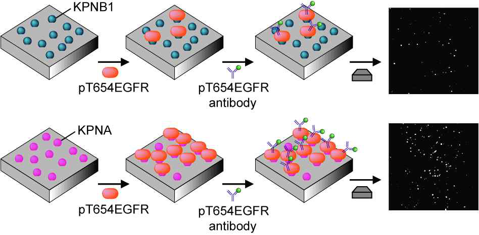 TIRF microscopy 이용한 EGFR과 운송단백질간의 결합 능력 비교 측정