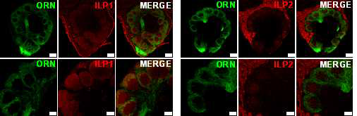 후각엽(촉각엽; Antennal lobe)에서 ILPs의 발현양상