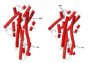 리보뉴클레오티드 binding site 확인