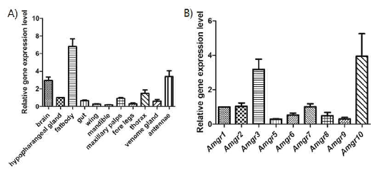 꿀벌 각 조직에서 미각 수용체 10번의 발현 분포(A) 및 비하인두샘에서 미각수용체들의 발현 비교(B)