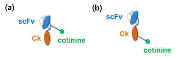 Structures of cotinine-conjugated anti-mCD40 scFv-Ck