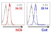 Binding of cotinine-labeled anti-mCD40 scFv-Ck to CD40+ A20 cell