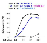 In vitro cytotoxicity test of anti-cotinine CAR T cells via cotinine-labeled anti-mCD40 Abs