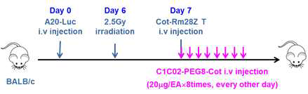 In vivo experiment schedule of antitumor effect of Cot-CAR T plus Cot-conjugated anti-mCD40 scFv-Ck in syngeneic B cell lymphoma model