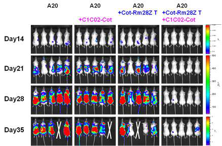 In vivo antitumor effect of Cot-CAR T plus Cot-conjugated anti-mCD40 scFv-Ck in syngeneic B cell lymphoma model