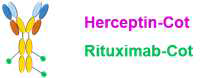 Schematic image of cotinine-conjugated Herceptin or Rituximab