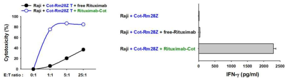 In vitro cytotoxicity and activation of anti-cotinine CAR T cells via cotinine-labeled anti-hCD20 Ab(Rituximab)