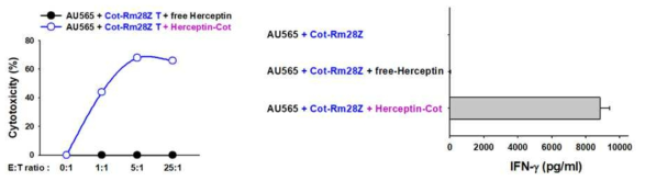 In vitro cytotoxicity and activation of anti-cotinine CAR T cells via cotinine-labeled anti-hHer2 Ab(Herceptin)