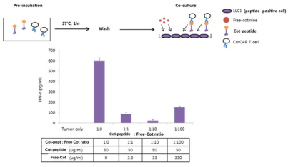 Inhibition of anti-cotinine CAR T cell activation by competitive inhibition of cotinine-conjugated peptide binding to LLC1 by free cotinine