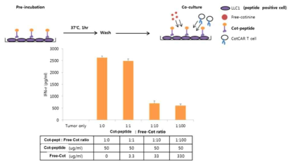 Inhibition of anti-cotinine CAR T cell activation by competitive inhibition of cotinine-conjugated peptide binding to anti-cotinine CAR T cell by free cotinine