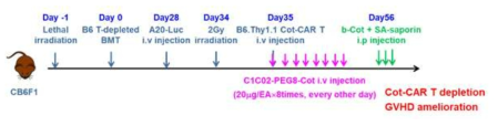 Experiment schedule of in vivo Cot-CAR T depletion using Cot-saporin