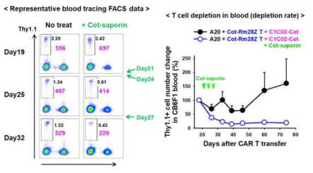 In vivo depletion kinetics of Cot-CAR T cells using cotinine-saporin drug