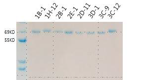 SDS-PAGE using purified anti-hCD40 antibody