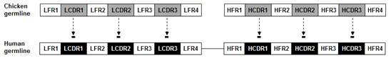 Schematic diagram of humanization of anti-hCD40 chicken antibody