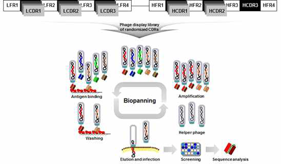 Schematic diagram of antibody affinity maturation