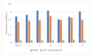 Increase of affinity for hCD40 of 2B-1-Ck after affinity maturation