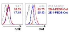 Binding of cotinine-labeled anti-hCD40 scFv-Ck to CD40+ Raji cell