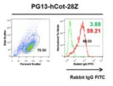 Cot-CAR expression on PG13 retrovirus packaging cell line